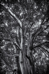The Birch Wood, The photo captures a serene woodland landscape in a Scottish forest in Moray, where slender silver birch trees stand tall, their pale, peeling bark glowing softly in the diffused light