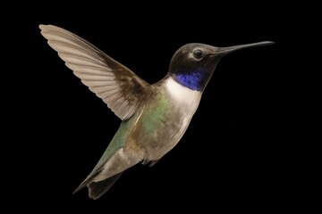 Fototapeta premium A hummingbird soars against a black backdrop, its wings spread wide, embodying the beauty of nature