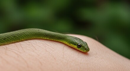 Obraz premium Green Vine Snake on Skin with Exotic Wildlife, and Nature.