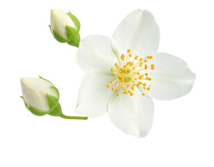 Obraz premium Jasmine Flower and Bud Suspended in Air, Macro Floral Study in Motion, Isolated PNG