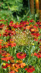 Closeup of a dead Schubert's allium flower head among Sneezeweed blooms, Derbyshire England
