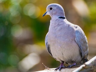 A Eurasian collared dove, ring neck, Beautiful Firefly Ringneck dove stands gracefully on rocky terrain, showcasing its unique plumage and serene presence.