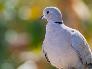 A Eurasian collared dove, ring neck, Beautiful Firefly Ringneck dove stands gracefully on rocky...