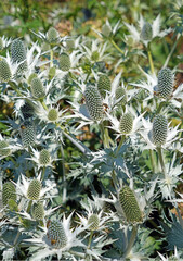 Macro image of a bed of Miss Willmott's ghost plants, Derbyshire England
