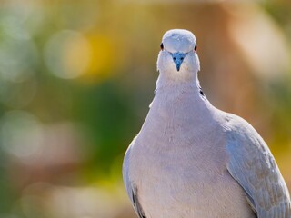 A Eurasian collared dove, ring neck, Beautiful Firefly Ringneck dove stands gracefully on rocky...