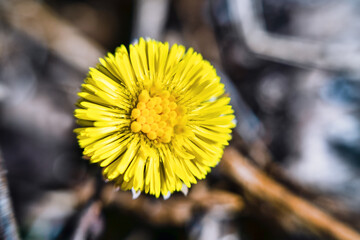 The first flower from under the snow. The North spring of flowers begins with coltsfoot (Tussilago...