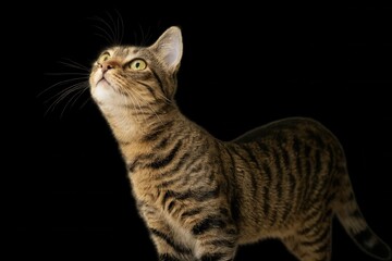 Obraz premium A Tabby Cat Gazes Upwards in Silhouette
