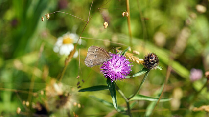 Macro image of a Ringlet Butterfly on a Common Knapweed flower, Derbyshire England
