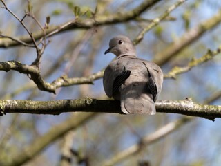 A Eurasian collared dove, ring neck, Beautiful Firefly Ringneck dove stands gracefully on rocky...