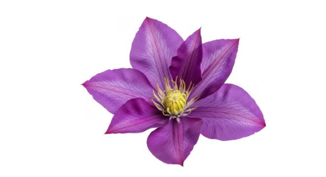 Close-up of a purple clematis flower with slightly ruffled edges, isolated on a white background