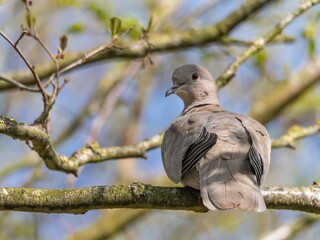 A Eurasian collared dove, ring neck, Beautiful Firefly Ringneck dove stands gracefully on rocky terrain, showcasing its unique plumage and serene presence.