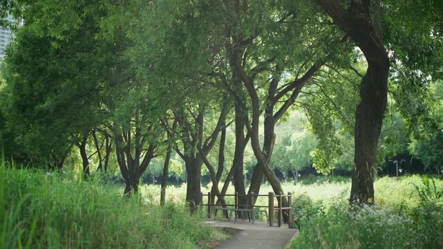 Serene Park Pathway Surrounded by Lush Green Trees &mdash; Korea, Seoul, Yangjaecheon, stream, city, people