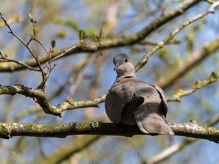 A Eurasian collared dove, ring neck, Beautiful Firefly Ringneck dove stands gracefully on rocky...