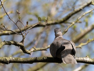 A Eurasian collared dove, ring neck, Beautiful Firefly Ringneck dove stands gracefully on rocky terrain, showcasing its unique plumage and serene presence.