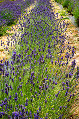 Lavender_Field_Close-up 8