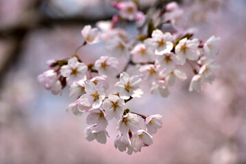Obraz premium The cherry blossom, or sakura is considered the national flower of Japan