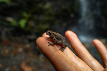 Asiatic common toad (Bufo gargarizans, young) in Khabarovsk Territory. Russia. Deciduous forests, birch grove. In hands