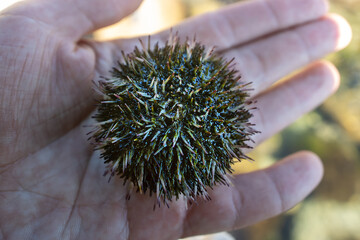 An amazing way to move, like legged locomotion. The sea urchin is extracted from the sea and put on a palm. The hedgehog rotates its needles and ambulacral legs. The Sea of Japan. Siberian coast