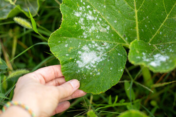 Hand holding a large green pumpkin leaf affected by powdery mildew on a blurred background