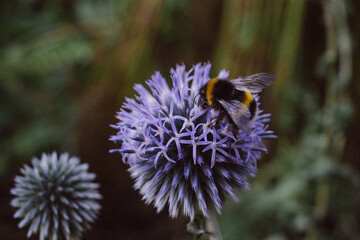 Bumblebee on a flower