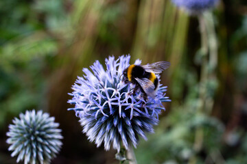 Bumblebee on a flower
