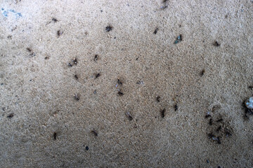 THE END OF swarming of ants. Lots of dead females. Russian Far East