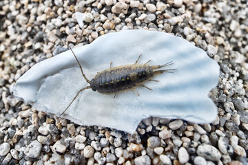 Slater Ligia cinerascens. Crustaceans Arthropod wood lice (Oniscidae) live in abundance on the coastal rocks and supralittoral zone. Sea of Japan. Siberian coast. Russian Far East