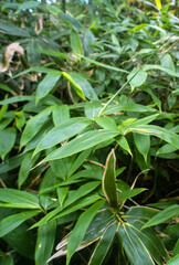 Sasa kurilensis. West Sakhalin Mountains, hill country. Glade of ilver fir-spruce taiga forest, Sea of Japan. Damp taiga meadows. Japanese herbal medicine