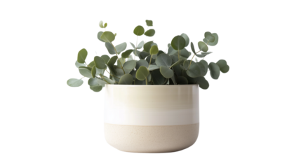 - A minimalist ceramic vase with green eucalyptus leaves