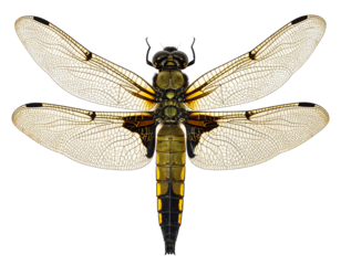 Realistic Dragonfly with Detailed Wings and Body, Isolated on White Background