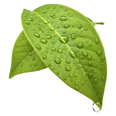 green leaf with water drops