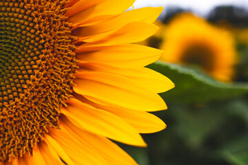 sunflower close up