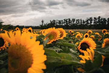 field of sunflowers