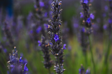 lavender field in provence
