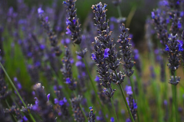 lavender in provence