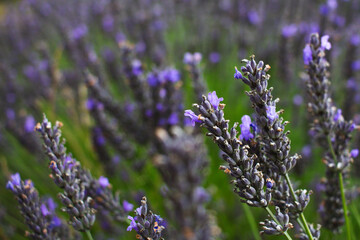 lavender field in provence