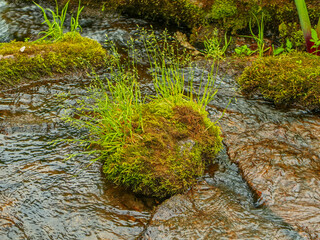 Green moss and aquatic plants thrive in a clear flowing stream.
