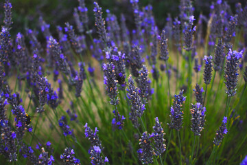 field of lavender