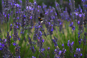 lavender field in provence