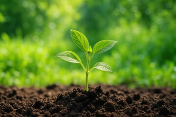 Fototapeta premium A young sapling sprouts from the rich soil, symbolizing growth and potential in a verdant landscape