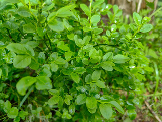 Obraz premium Vibrant green foliage in a detailed close-up, capturing the essence of natural growth and health.