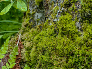 A close-up view of vibrant green moss on a tree trunk in the forest.