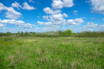 Fototapeta premium A plot of forest-steppe with blooming wild cherry and blackthorn. The type of biocenosis is close to natural, primal steppe. Rostov region, Russia
