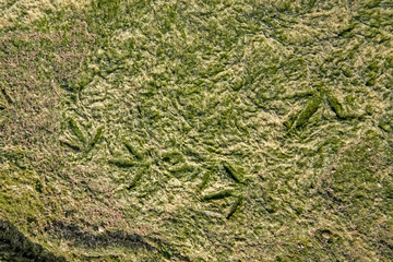 ruff (Philomachus pugnax) leg prints on wet algae (cladophora)