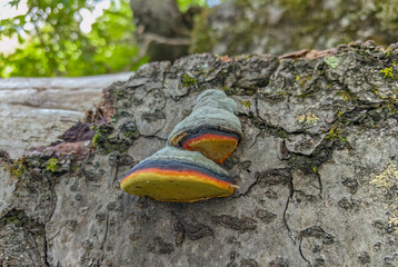 A colorful bracket fungus thrives on the textured bark of a tree in a tranquil forest setting.