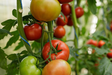 Close-up of red and green tomatoes ripening on a vine in a greenhouse.  Perfect for healthy food, agriculture, and farmi