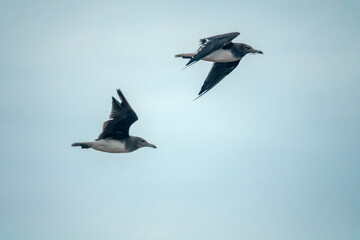 A mixed flock of seagulls flies along the Gulf of Oman in winter - Hemprich's gulls (Adelarus hemprichii, Larus hemprichii)