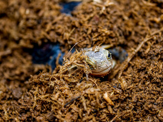 セマルハコガメのアップ