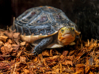 セマルハコガメのアップ