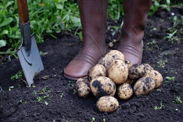 Hands holding freshly harvested potatoes in a garden setting, showcasing the bounty of the earth during the growing season